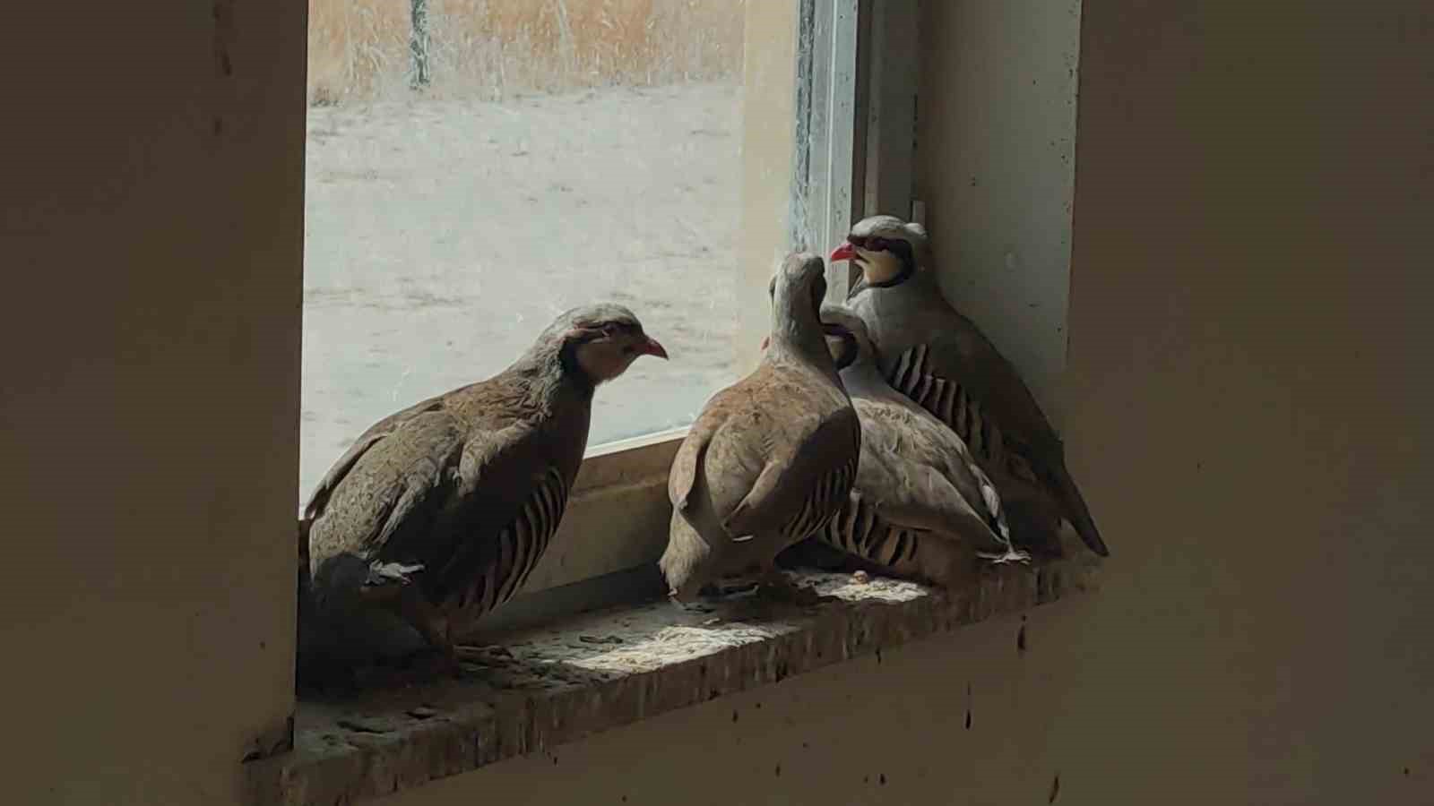 Van’da kaçak avcılarda ele geçirilen keklikler doğaya salındı