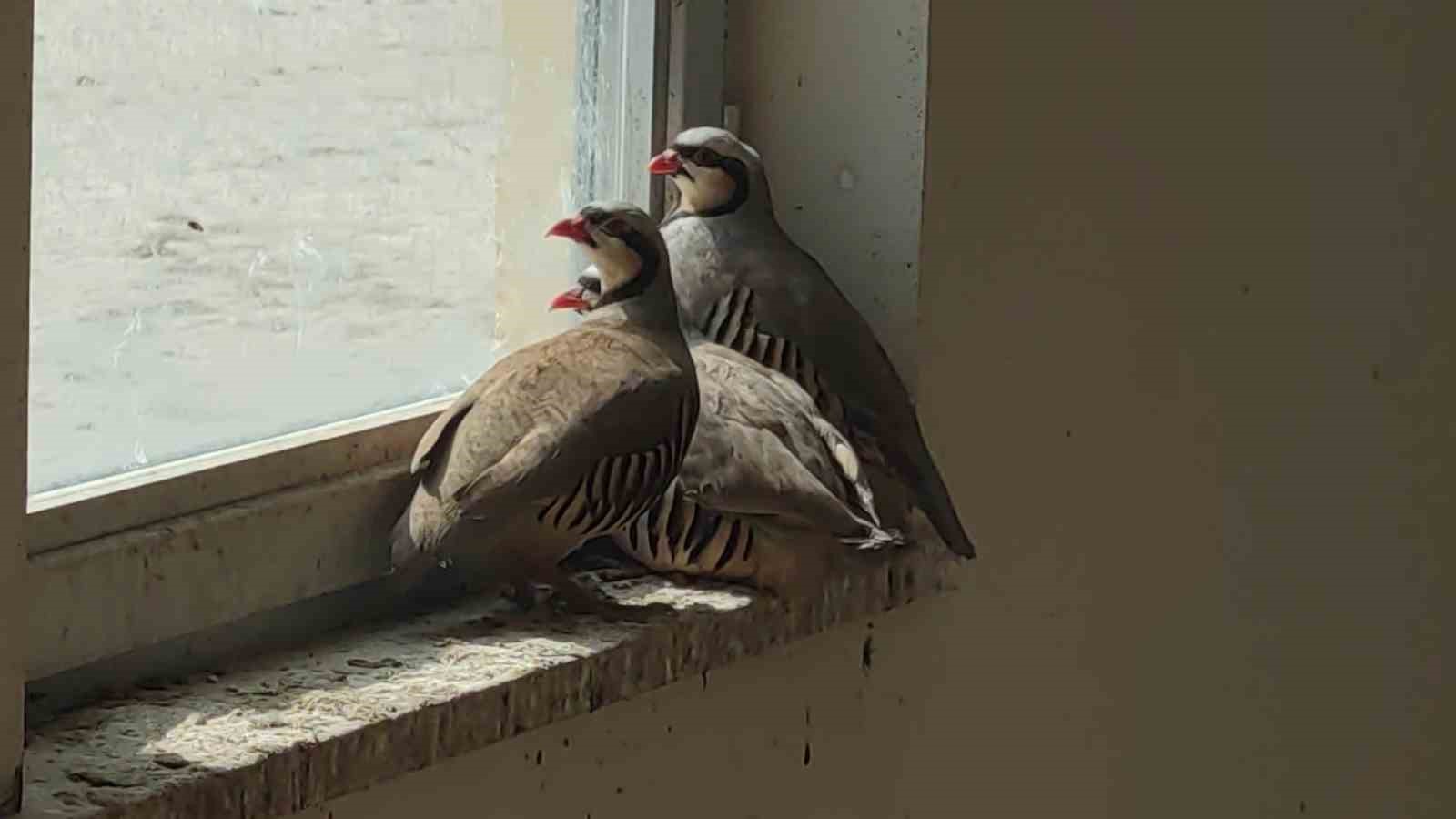 Van’da kaçak avcılarda ele geçirilen keklikler doğaya salındı