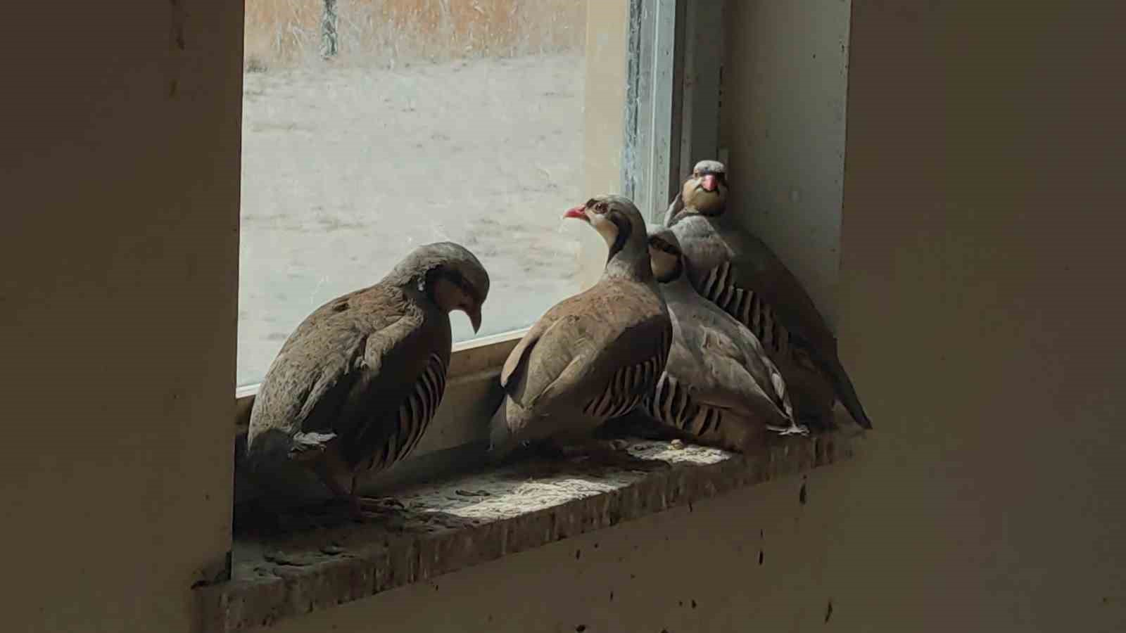 Van’da kaçak avcılarda ele geçirilen keklikler doğaya salındı