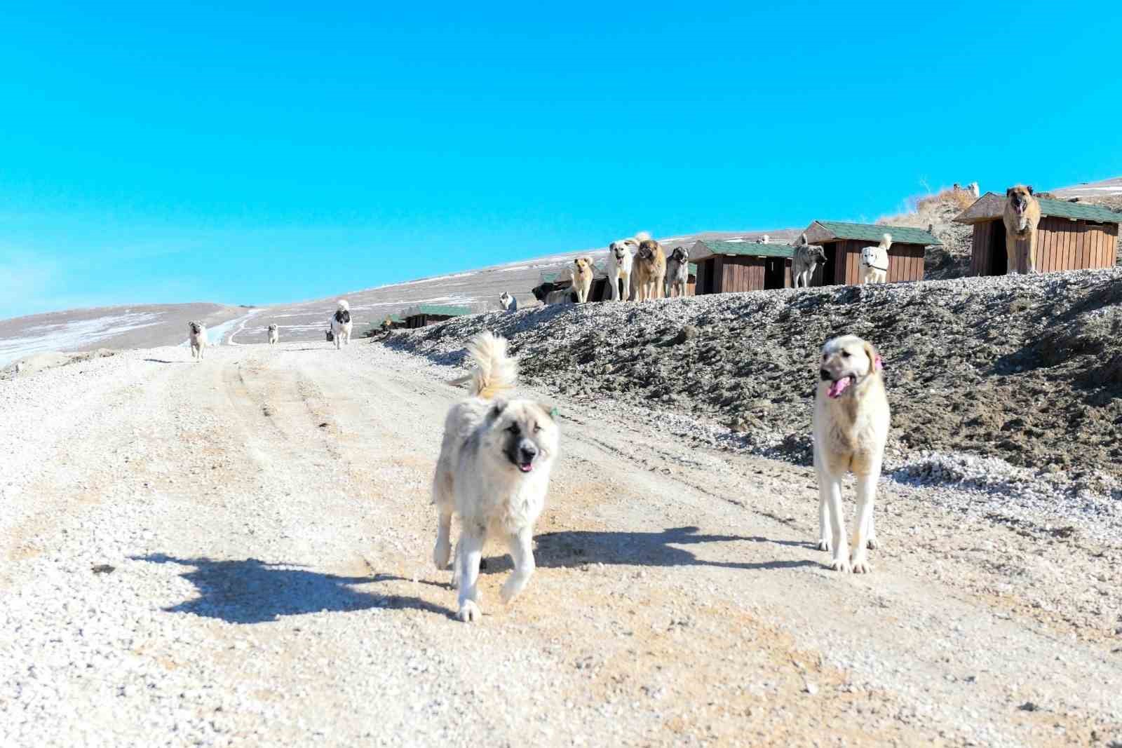 Van’da doğal yaşam alanı sahipsiz hayvanların evi oldu