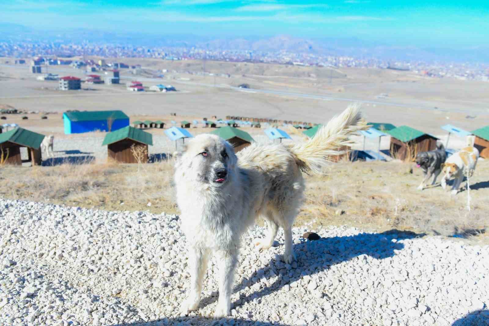 Van’da doğal yaşam alanı sahipsiz hayvanların evi oldu