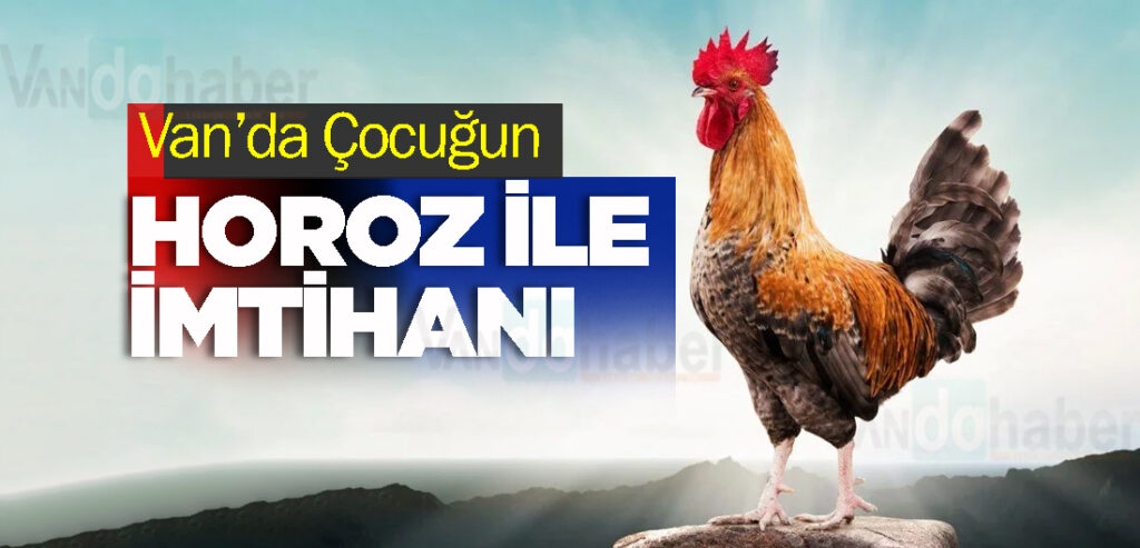 Van’da Çocuğun Horoz ile İmtihanı